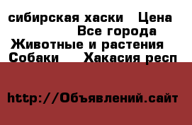 l: сибирская хаски › Цена ­ 10 000 - Все города Животные и растения » Собаки   . Хакасия респ.